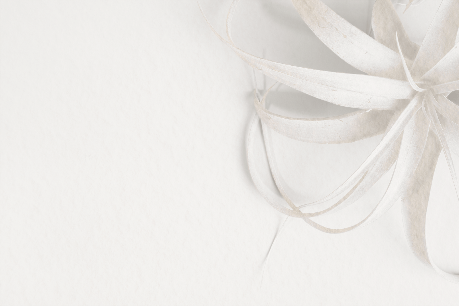 White tillandsia background